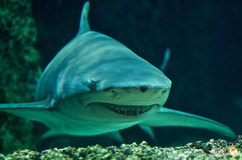 أغرب 10 أنواع من أسماك القرش - صور
