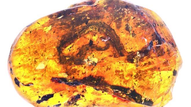 ثعبان ميت لم يتحلل منذ أكثر من 90 مليون سنة